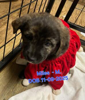 Miles Dayton -  German Shepherd Dog and Labrador Retriever Dog Available for Adoption in Nucla, Colorado - Miles Dayton | PetCurious
