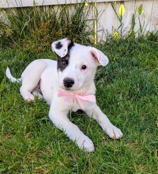 Dottie Pearl -  Border Collie Dog for Adoption in Salt Lake City, Utah - Dottie Pearl | PetCurious