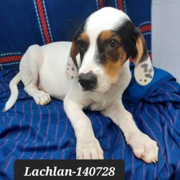 Lachlan -  Hound Dog for Adoption in New Tazewell, Tennessee - Lachlan | PetCurious