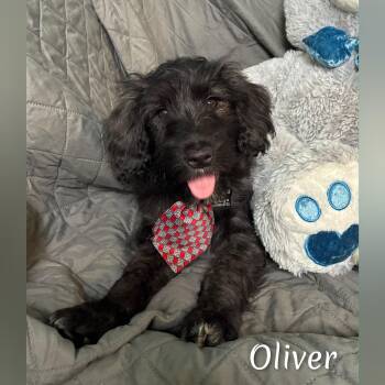 Oliver -  Portuguese Water Dog Dog for Adoption in Fredericksburg, Virginia - Oliver | PetCurious