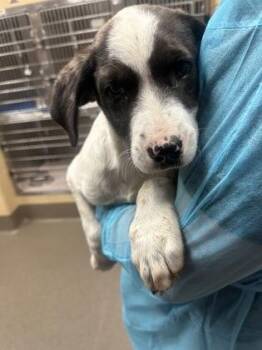 Mixed Breed Dogs Available for Adoption in Wichita, Kansas - Kendrick | PetCurious