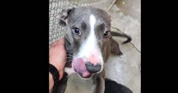 ASTRID 231-26 -  Greyhound Dog for Adoption in Cambridge, Ohio - ASTRID 231-26 | PetCurious