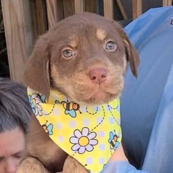 Mixed Breed Dogs Available for Adoption - Salmon | PetCurious