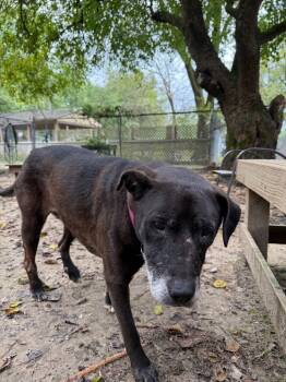 Rescue Labrador Retriever and Mixed Breed Dogs for Adoption in Hampton, Virginia - Leia | PetCurious