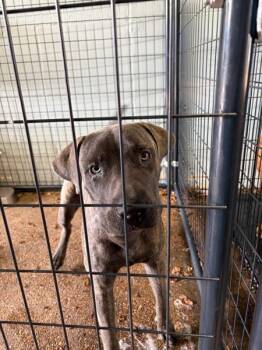 Bennett -  Pit Bull Terrier and Mixed Breed Dog for Adoption in Mobile, Alabama - Bennett | PetCurious