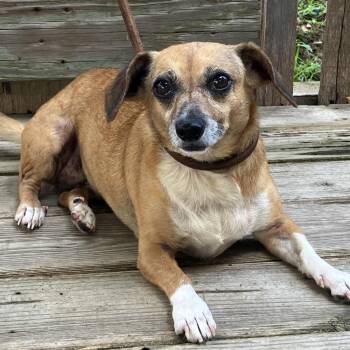 Little Bit -  Dachshund and Mixed Breed Dog for Adoption in Pulaski, Tennessee - Little Bit | PetCurious