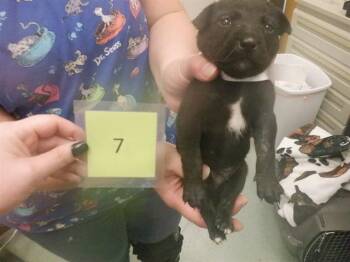 MODOC -  Australian Kelpie and Mixed Breed Dog for Adoption in Oroville, California - MODOC | PetCurious