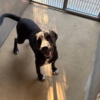 West -  Terrier and Mixed Breed Dog for Adoption in Corpus Christi, Texas - West | PetCurious