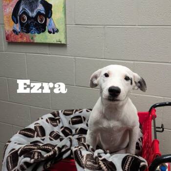 Ezra -  Labrador Retriever Dog for Adoption in Williston, Vermont - Ezra | PetCurious