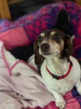 Snuggles San Diego  (bonded with Baby) -  Dachshund Dog for Adoption in Los Angeles, California - Snuggles San Diego  (bonded With Baby) | PetCurious