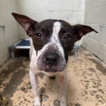 TUSC-Stray-84743 -  Australian Cattle Dog Blue Heeler and Pit Bull Terrier Dog for Adoption in Tuscaloosa, Alabama - TUSC-Stray-84743 | PetCurious