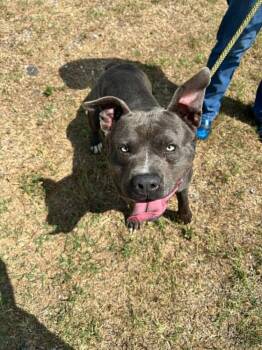 Champ -  Mixed Breed Dog Available for Adoption in Scott, Louisiana - Champ | PetCurious