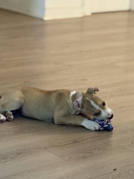 Rescue American Staffordshire Terrier Dogs for Adoption in Dallas, Texas - Dune | PetCurious