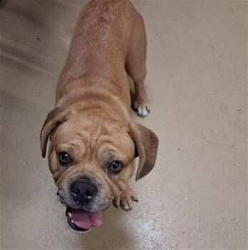 JAX -  Beagle and English Bulldog Dog for Adoption in Chula Vista, California - JAX | PetCurious