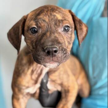 Mixed Breed Dogs Available for Adoption in Springboro, Ohio - Tiny Dancer | PetCurious