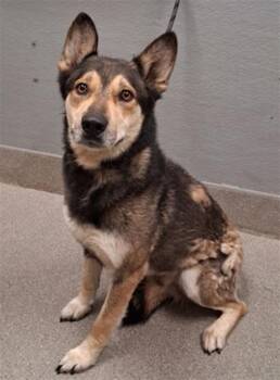 CLARK -  German Shepherd Dog and Mixed Breed Dog Available for Adoption in Las Vegas, Nevada - CLARK | PetCurious
