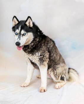 ELLIE -  Siberian Husky Dog for Adoption in Pasadena, California - ELLIE | PetCurious
