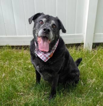 Labrador Retriever and Pug Dogs Available for Adoption in Logan, Utah - Max | PetCurious