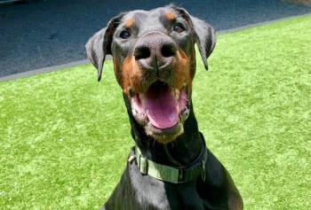 URGENT SAVE ME PLEASE Ziggy A551250 -  Doberman Pinscher Dog for Adoption in San Marcos, California - URGENT SAVE ME PLEASE Ziggy A551250 | PetCurious