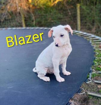 Pit Bull Terrier and Australian Cattle Dog Blue Heeler Dogs Available for Adoption - Blazer *Arriving 2/7* | PetCurious