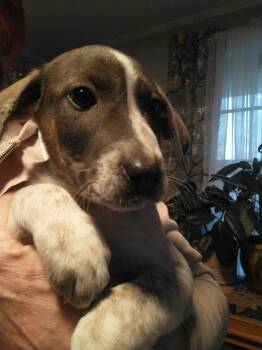 Rescue Australian Cattle Dog Blue Heeler Dogs for Adoption in Lakewood Ranch, Florida - BUTTERCUP | PetCurious