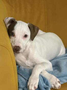 Pit Bull Terrier Dogs Available for Adoption - Willow | PetCurious
