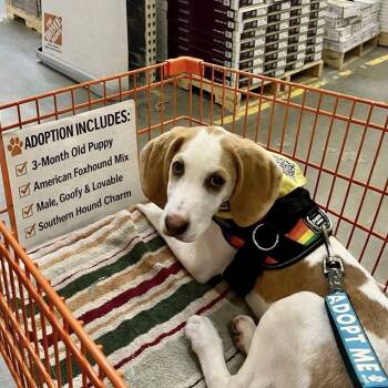 Foxhound Dogs Available for Adoption in Savannah, Georgia - Statesboro GA | PetCurious