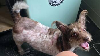 Stubby -  Wirehaired Terrier Dog for Adoption in Hillsdale, Indiana - Stubby | PetCurious