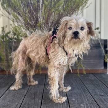 Snorkel -  Terrier Dog for Adoption in Pacific Grove, California - Snorkel | PetCurious