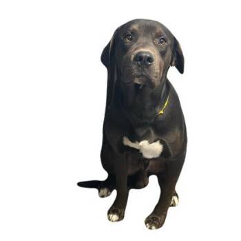 Sushi -  Labrador Retriever and Rottweiler Dog for Adoption in Red Bluff, California - Sushi | PetCurious