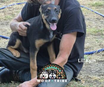 Lil Kym from the Straight Outta Stockton Crew -  Doberman Pinscher and German Shepherd Dog Dog for Adoption in Missoula, Montana - Lil Kym From The Straight Outta Stockton Crew | PetCurious