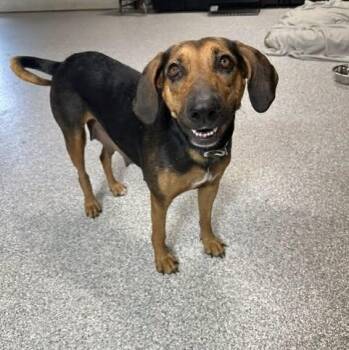 Daisy Mae -  Foxhound Dog for Adoption in Pacific, Missouri - Daisy Mae | PetCurious