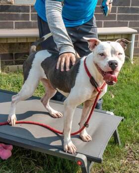 Mission -  Mixed Breed Dog for Adoption in Chamblee, Georgia - Mission | PetCurious