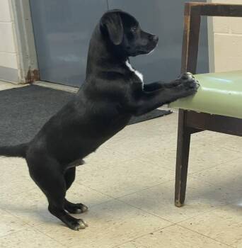 Mixed Breed and Labrador Retriever Dogs Available for Adoption in Alden, New York - Erkle | PetCurious