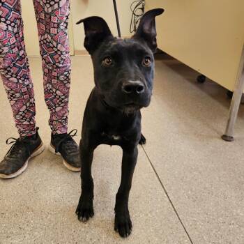 Jack -  Pit Bull Terrier and Border Collie Dog for Adoption in Reno, Nevada - Jack | PetCurious