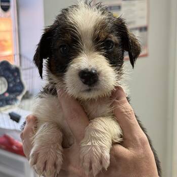Apple Fritter -  Mixed Breed Dog for Adoption in Columbia, South Carolina - Apple Fritter | PetCurious