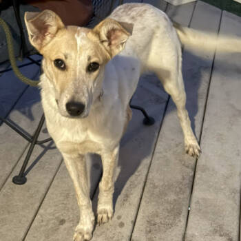 Rescue Shepherd and Cattle Dog Dogs for Adoption in Fairfax, Virginia - Whitney | PetCurious