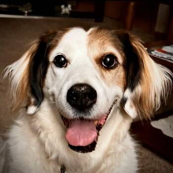 Saint Bernard and Mixed Breed Dogs Available for Adoption - Lily | PetCurious