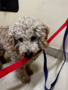 Poodle Dogs Available for Adoption in Fremont, California - A197956 | PetCurious