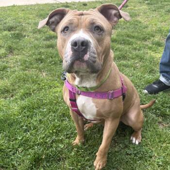 Pit Bull Terrier Dogs Available for Adoption in Eatontown, New Jersey - Beatrice | PetCurious