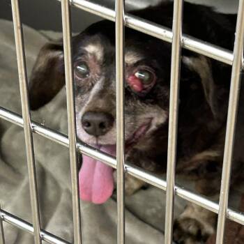 Mixed Breed Dogs Available for Adoption in Huntsville, Alabama - Mavis | PetCurious
