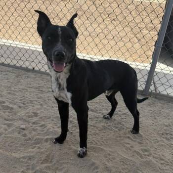 RONALD -  Australian Cattle Dog Blue Heeler and Mixed Breed Dog for Adoption in Thousand Palms, California - RONALD | PetCurious