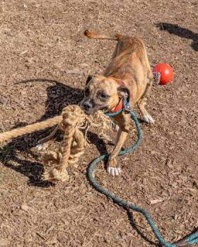 Mixed Breed Dogs Available for Adoption in Chamblee, Georgia - Beethoven | PetCurious