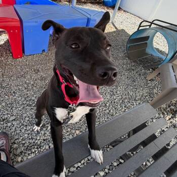 Kyleena -  Mixed Breed Dog for Adoption in Winston-salem, North Carolina - Kyleena | PetCurious