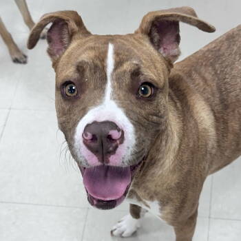 Rescue Boxer Dogs for Adoption in Berlin, New Jersey - Jillie | PetCurious