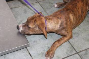 Rescue Pit Bull Terrier and Mixed Breed Dogs for Adoption in Weatherford, Texas - Hazel | PetCurious