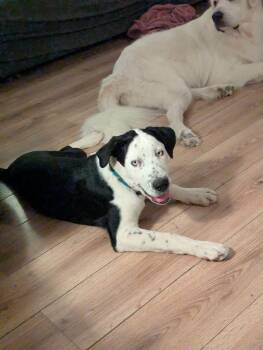 Thor -  Catahoula Leopard Dog Dog for Adoption in Manhattan, Kansas - Thor | PetCurious