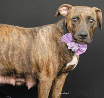 Ms. Frizzle -  Boxer Dog for Adoption in Newland, North Carolina - Ms. Frizzle | PetCurious