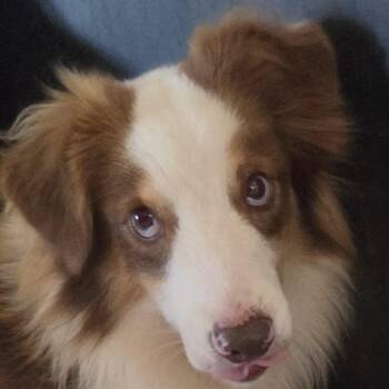 Spade -  Mixed Breed Dog for Adoption in Leander, Texas - Spade | PetCurious