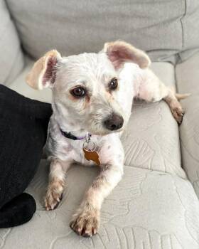 Poodle and Maltese Dogs Available for Adoption in Calgary, Alberta - Nika | PetCurious